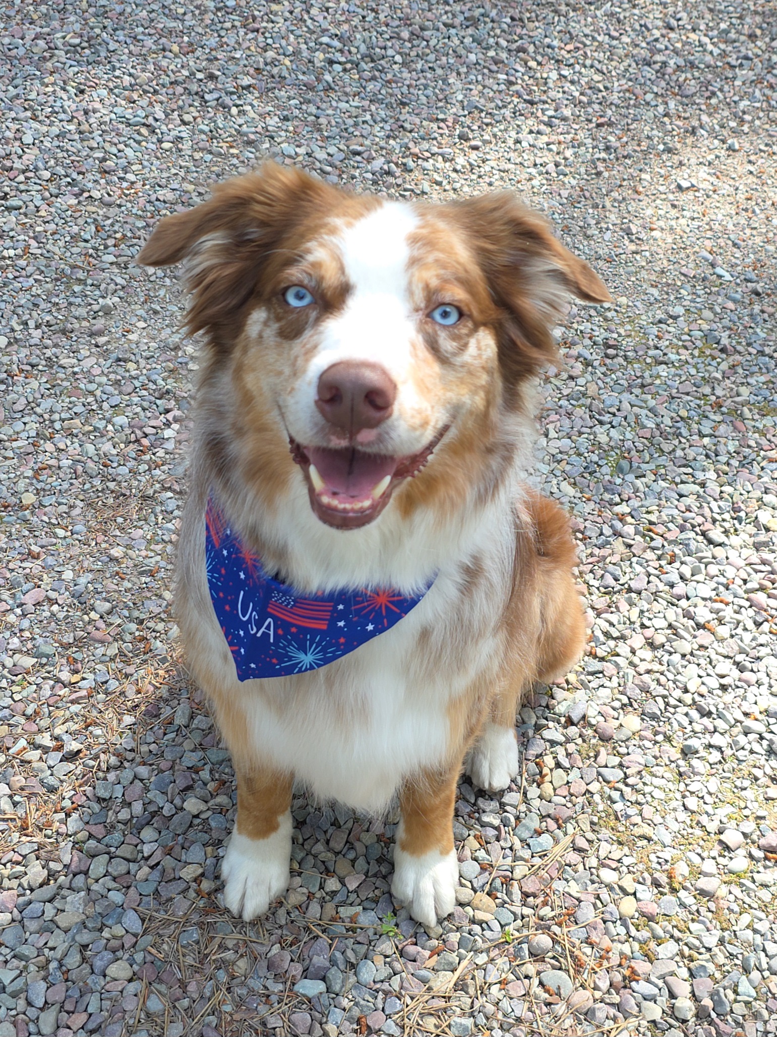 Tucker the Australian Shepherd